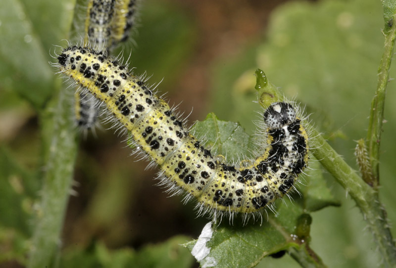 Lepidotteri dalla Sardegna